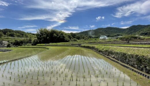 愛媛県で買えるブランド米は？特徴とおすすめのお米を紹介