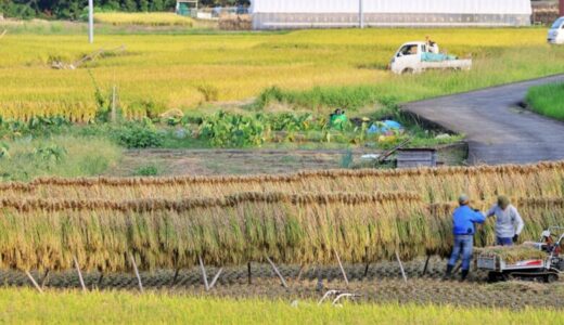 鹿児島県で買えるブランド米は？特徴とおすすめのお米を紹介